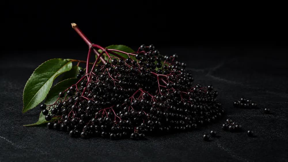 Dolden dunkler Holunderbeeren auf dunklem Steinuntergrund